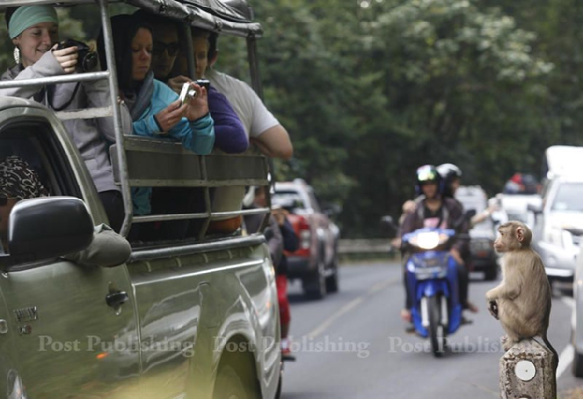 Khao Yai monkeys want human food