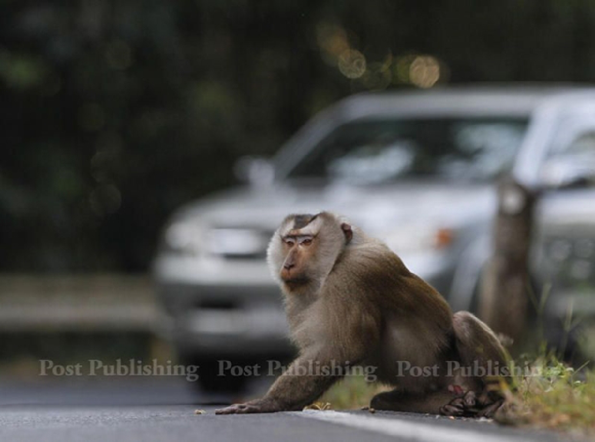 Khao Yai monkeys want human food