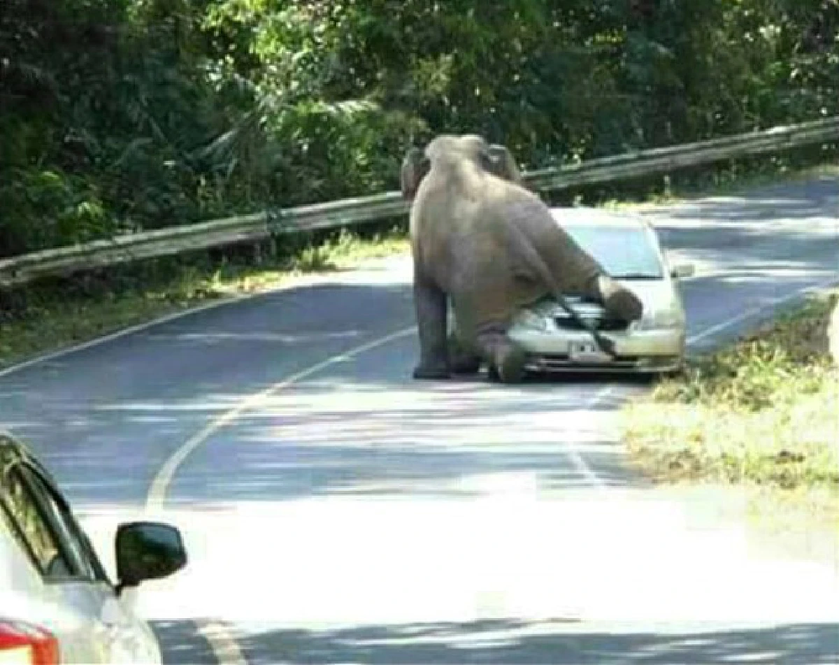 "รถติด-ป่าแตก-แย่งกินแย่งใช้"เที่ยวไทยเทศกาล