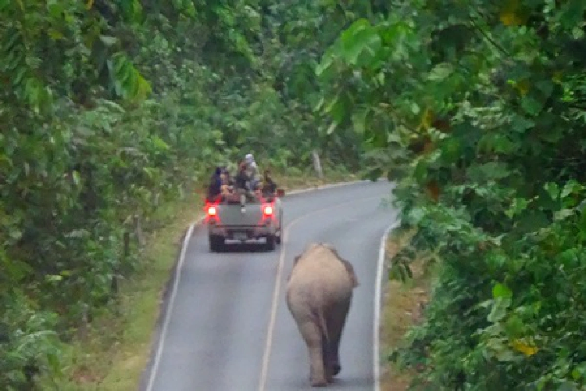 เที่ยววันเด็กเขาใหญ่เจอช้างป่านั่งทับรถ