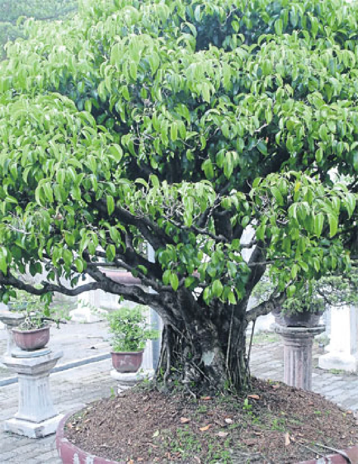 เรื่องของไทรและมะเดื่อ