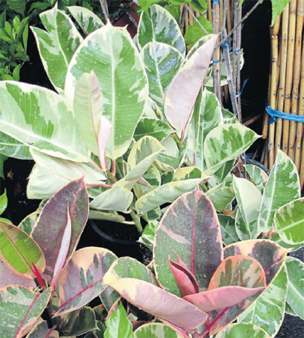 เรื่องของไทรและมะเดื่อ