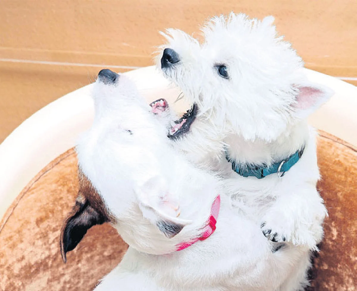 กัลยรัตน์ อัครเดชเดชาชัย กับน้องหมาครอบครัวการ์ตูน