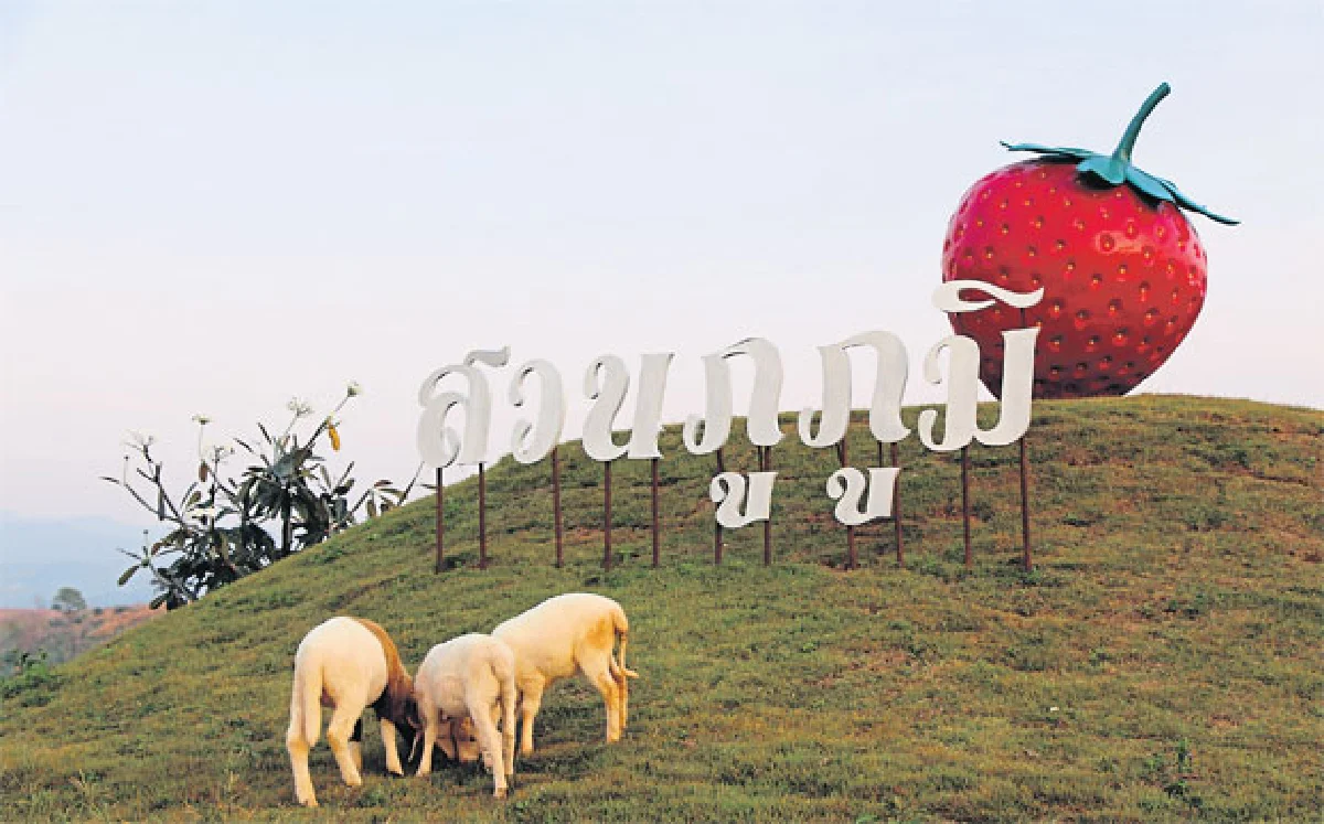 สวนภูภูมิ ฟาร์มสเตย์ ชูสตรอเบอร์รี่ปลอดสาร