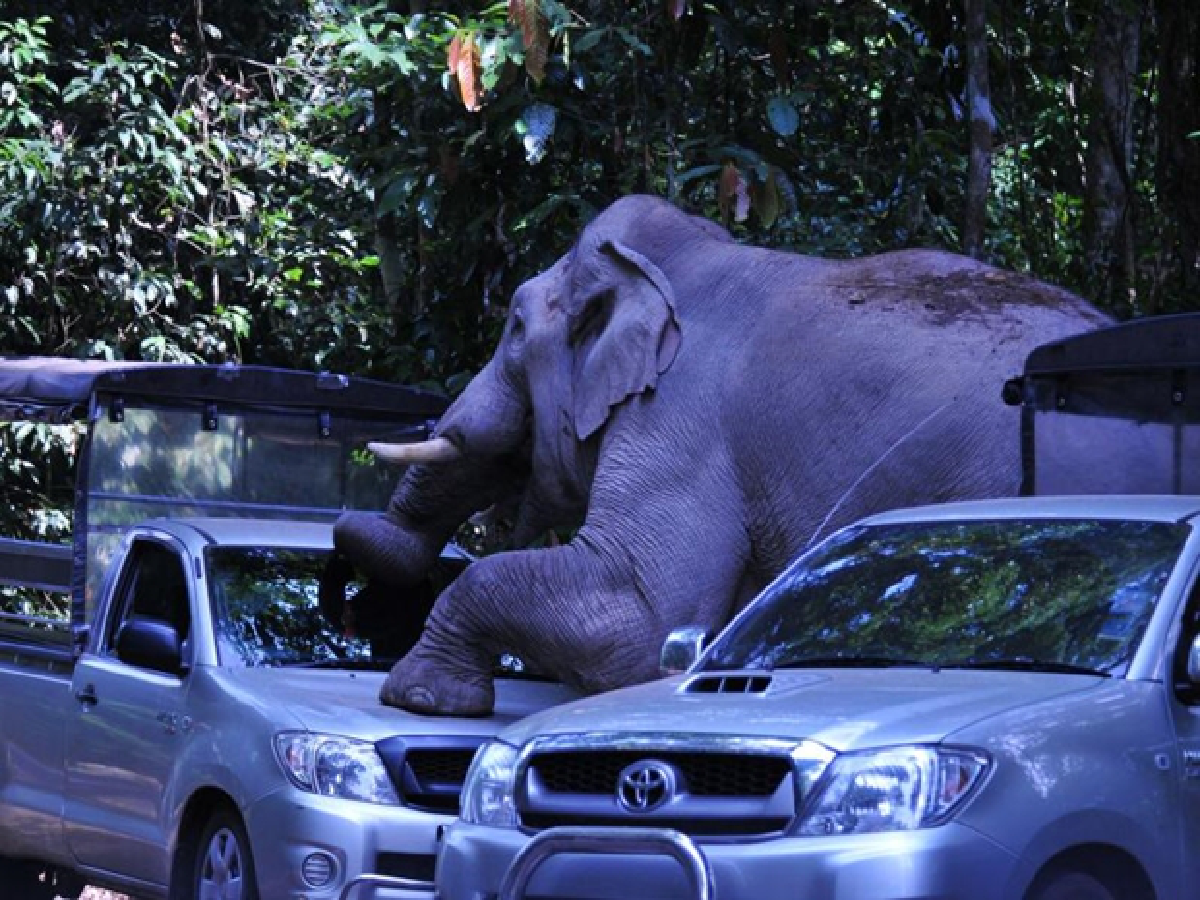 Elephants show displeasure at increasing Khao Yai traffic