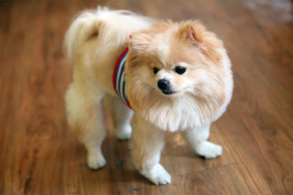 ปลาวาฬแสนน่ารักของ หมอตาล มนัสนันท์ ธาราทรัพย์