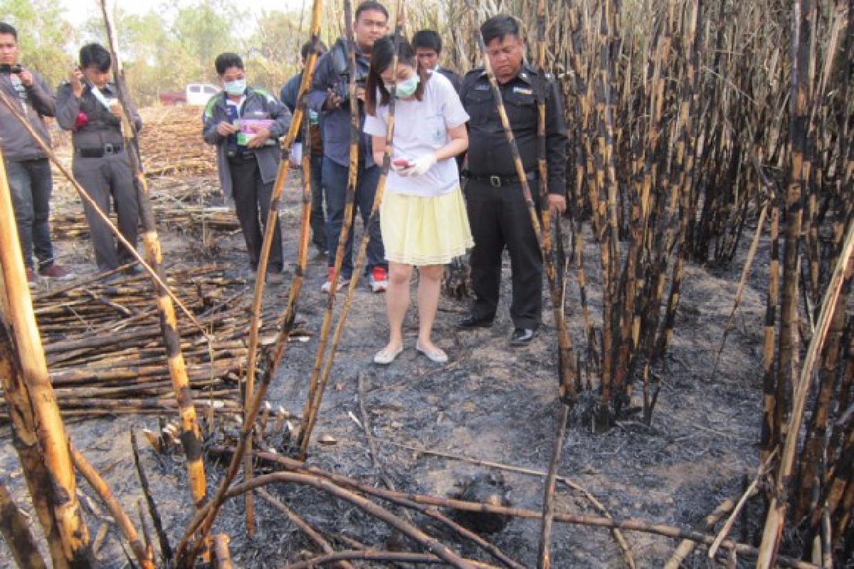 พบกระดูกหญิงนิรนามกลางไร่อ้อย พบกระดูกหญิงนิรนามกลางไร่อ้อย