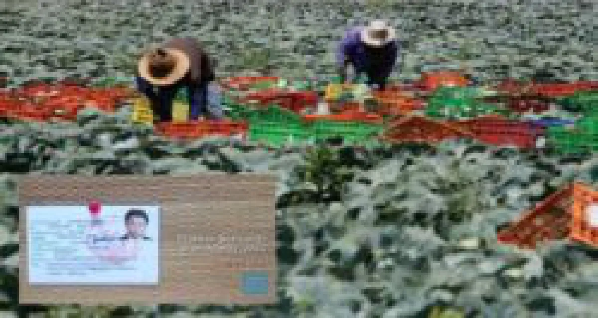Thai workers in Israel are dying, and it's got to stop (video)