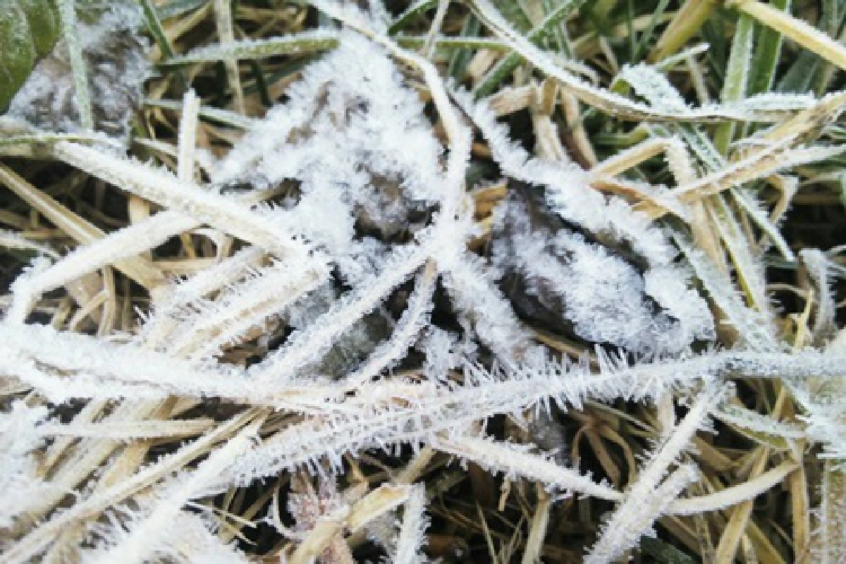 หนาวสุดขีด!ยอดดอยอินทนนท์ ติดลบ 3องศา