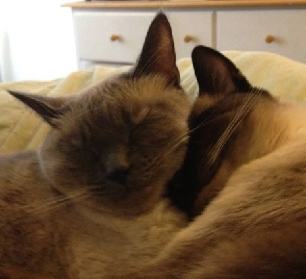 26ภาพคู่สัตว์โลกน่ารัก ที่ใครดูก็ต้องอมยิ้ม (ชมภาพ)