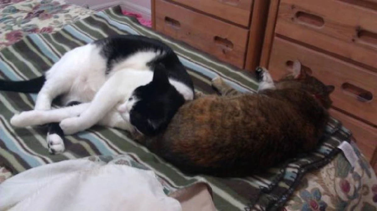 26ภาพคู่สัตว์โลกน่ารัก ที่ใครดูก็ต้องอมยิ้ม (ชมภาพ)