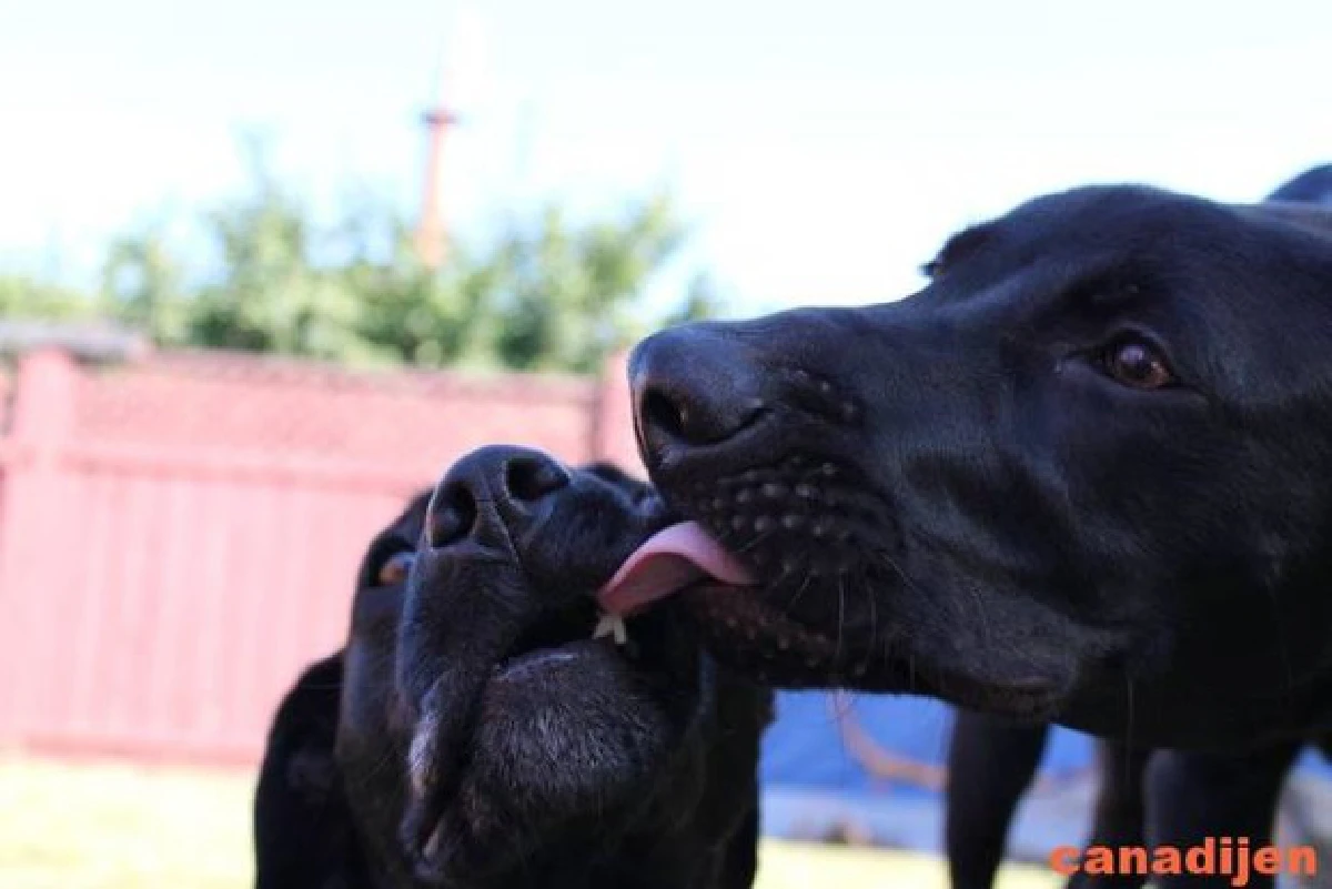 26ภาพคู่สัตว์โลกน่ารัก ที่ใครดูก็ต้องอมยิ้ม (ชมภาพ)