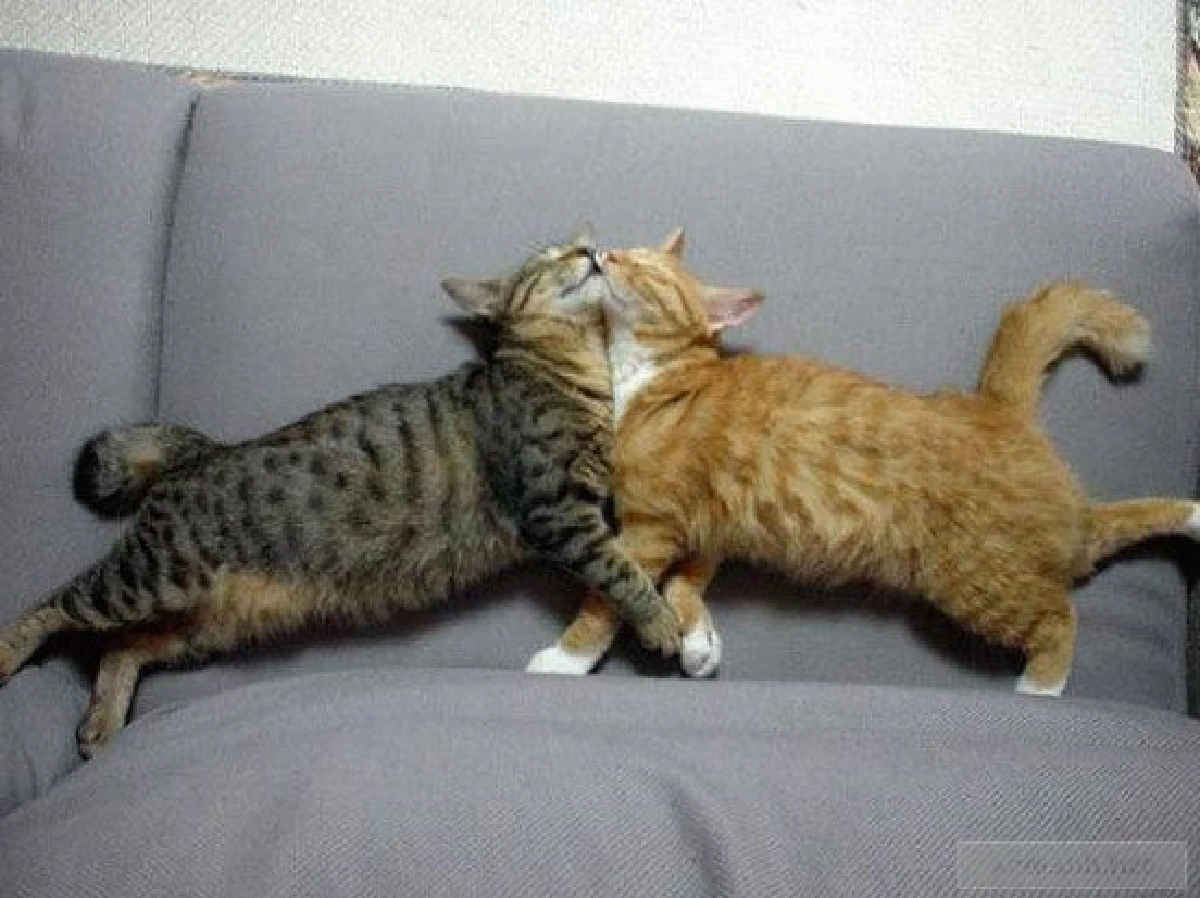 26ภาพคู่สัตว์โลกน่ารัก ที่ใครดูก็ต้องอมยิ้ม (ชมภาพ)