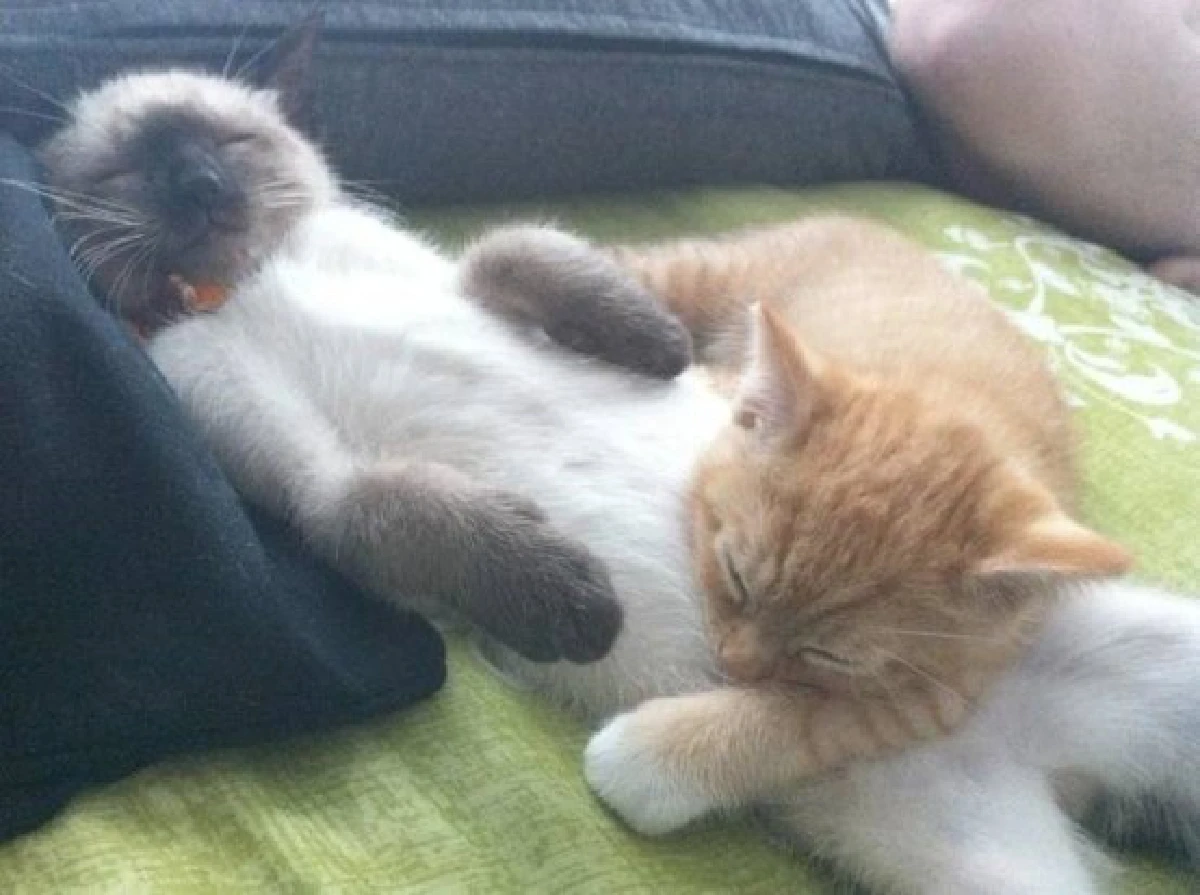 26ภาพคู่สัตว์โลกน่ารัก ที่ใครดูก็ต้องอมยิ้ม (ชมภาพ)