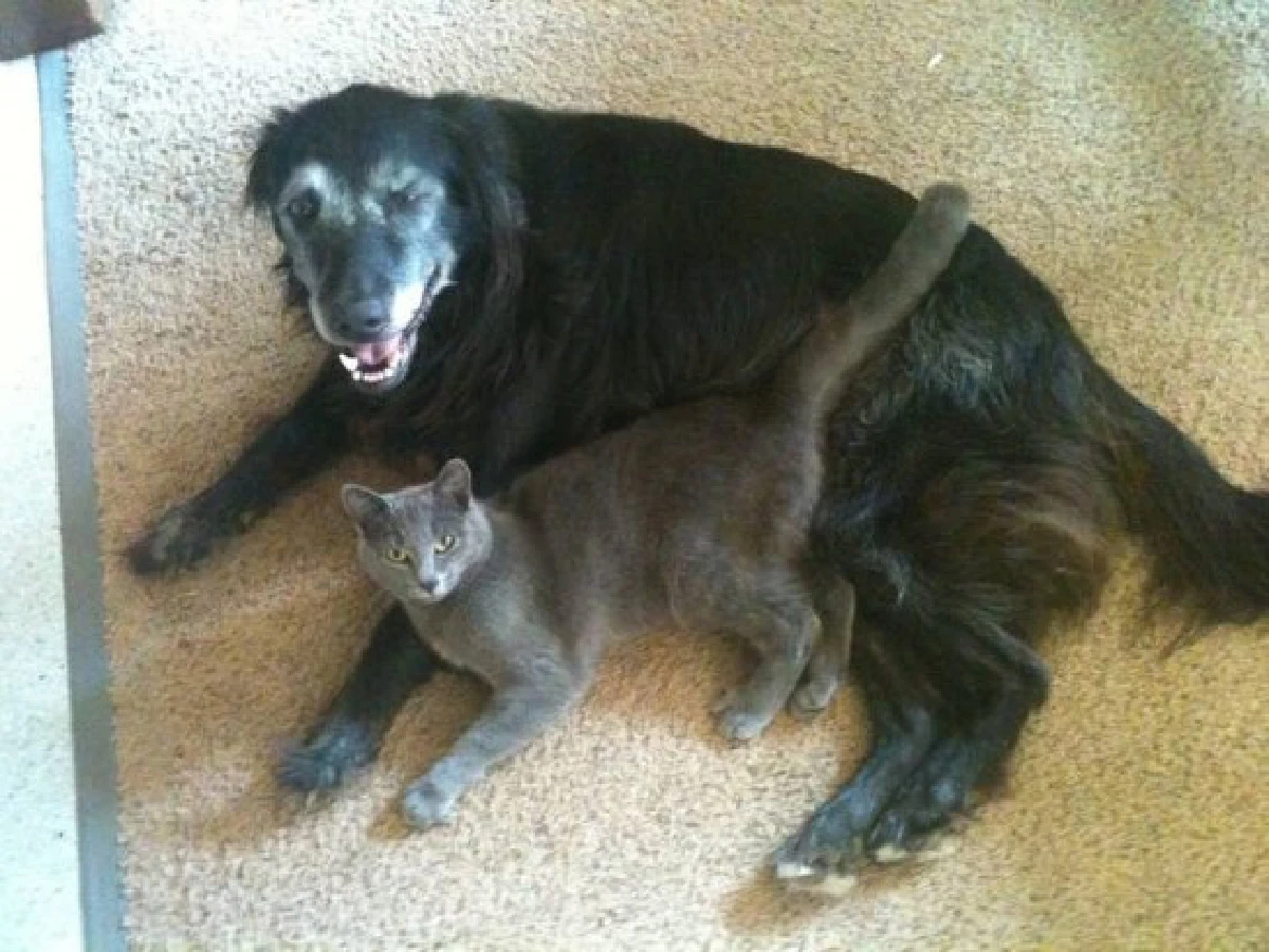 26ภาพคู่สัตว์โลกน่ารัก ที่ใครดูก็ต้องอมยิ้ม (ชมภาพ)