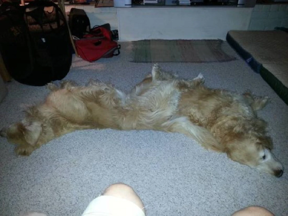 26ภาพคู่สัตว์โลกน่ารัก ที่ใครดูก็ต้องอมยิ้ม (ชมภาพ)