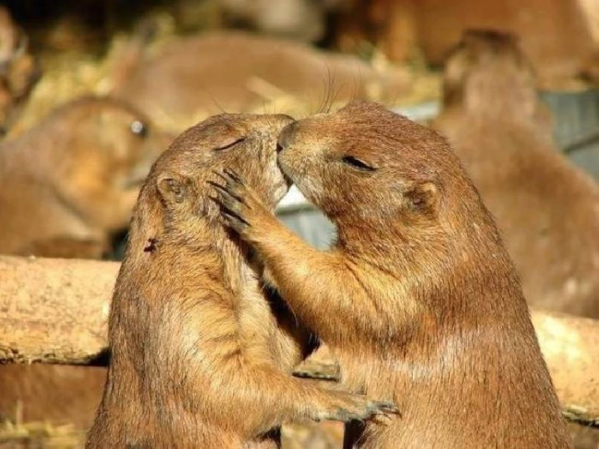 26ภาพคู่สัตว์โลกน่ารัก ที่ใครดูก็ต้องอมยิ้ม (ชมภาพ)