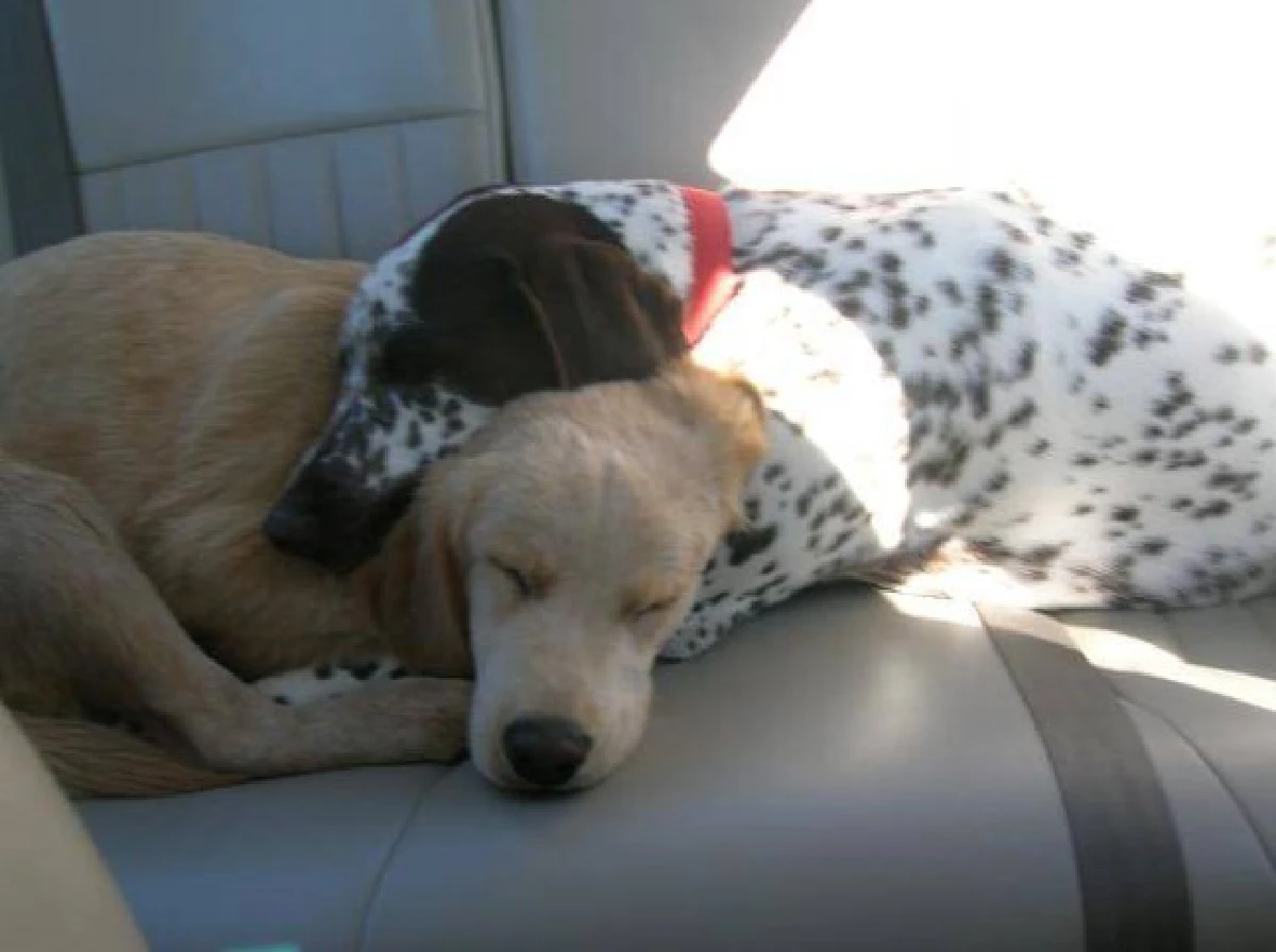 26ภาพคู่สัตว์โลกน่ารัก ที่ใครดูก็ต้องอมยิ้ม (ชมภาพ)