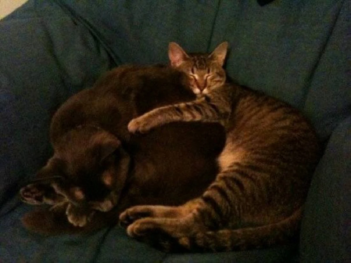 26ภาพคู่สัตว์โลกน่ารัก ที่ใครดูก็ต้องอมยิ้ม (ชมภาพ)