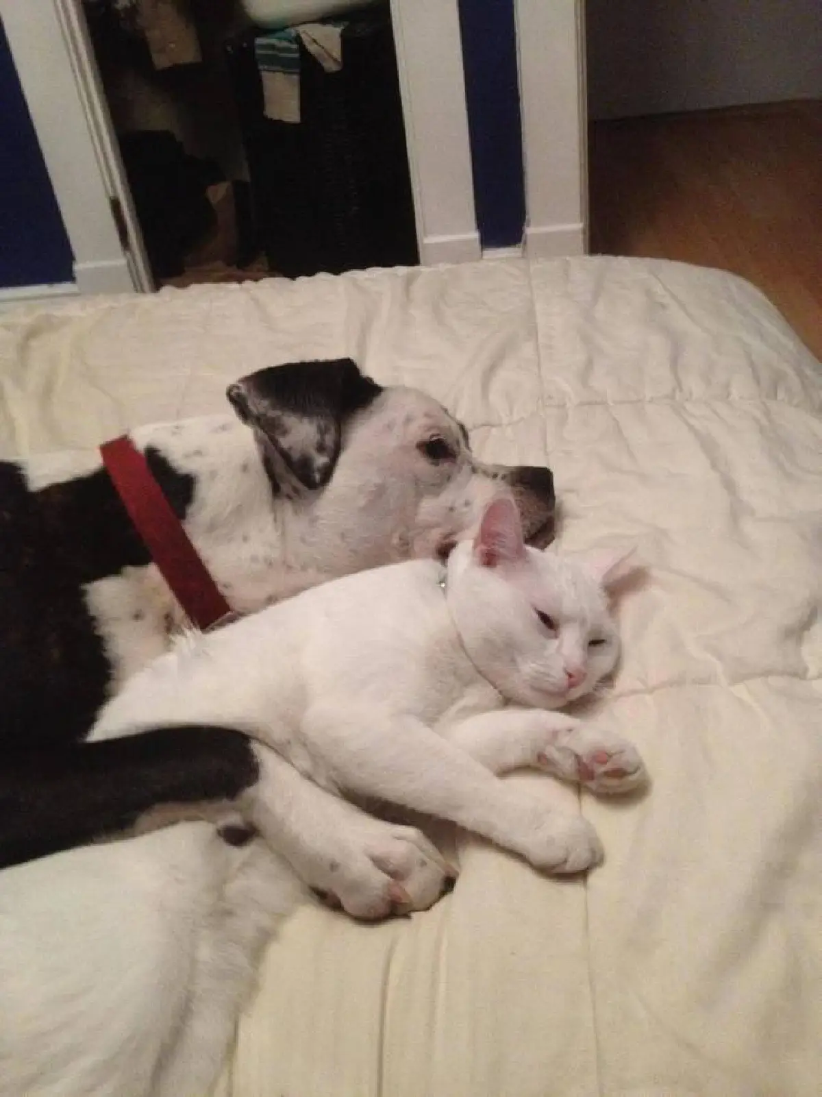 26ภาพคู่สัตว์โลกน่ารัก ที่ใครดูก็ต้องอมยิ้ม (ชมภาพ)