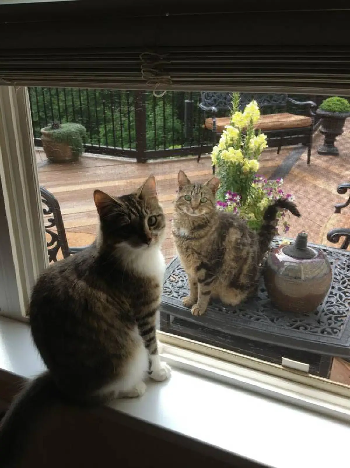 26ภาพคู่สัตว์โลกน่ารัก ที่ใครดูก็ต้องอมยิ้ม (ชมภาพ)