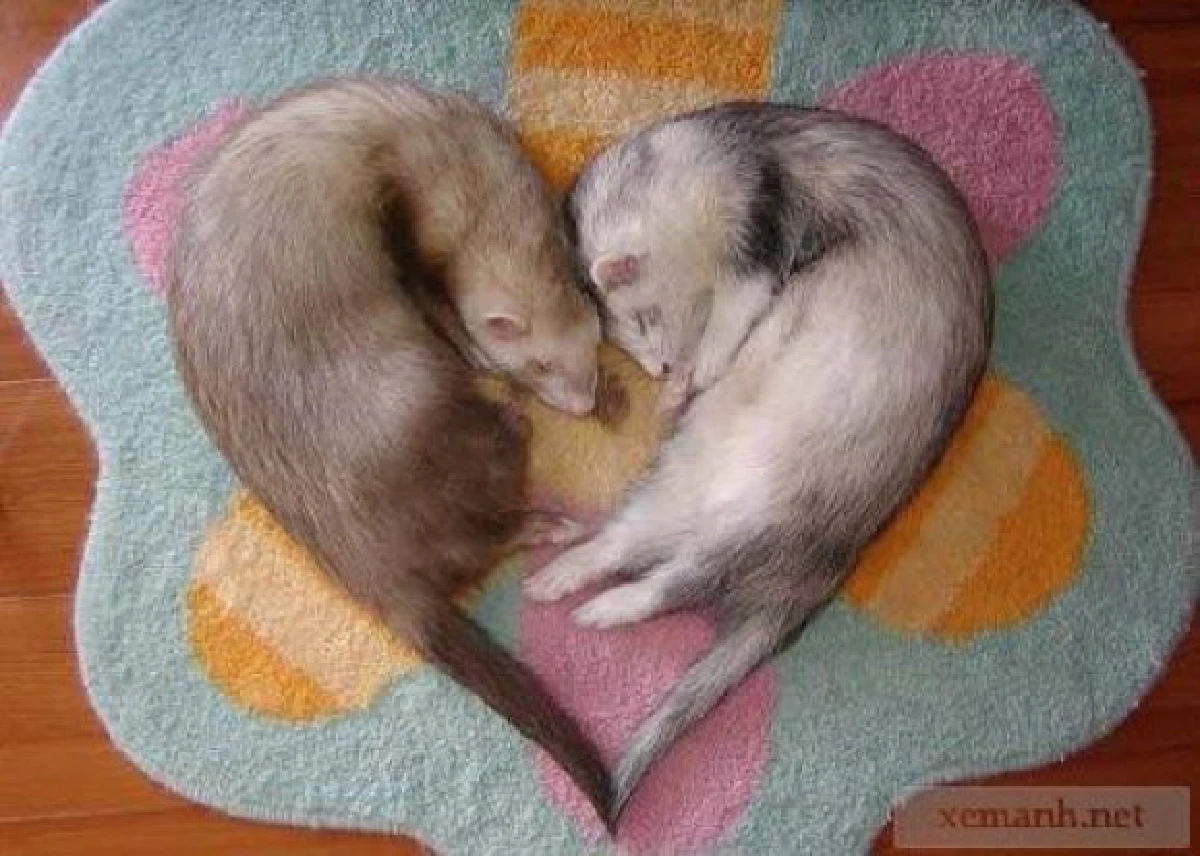 26ภาพคู่สัตว์โลกน่ารัก ที่ใครดูก็ต้องอมยิ้ม (ชมภาพ)