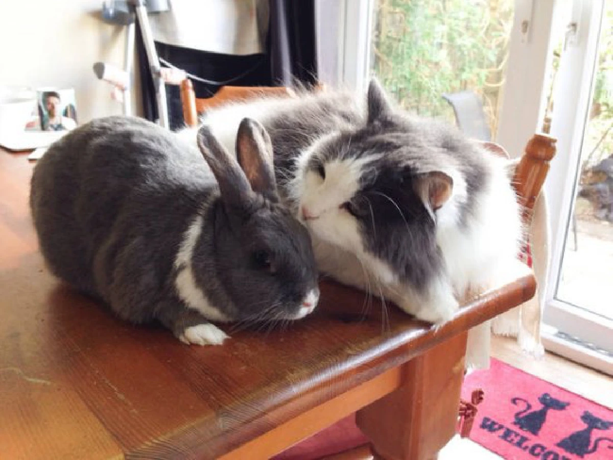 26ภาพคู่สัตว์โลกน่ารัก ที่ใครดูก็ต้องอมยิ้ม (ชมภาพ)