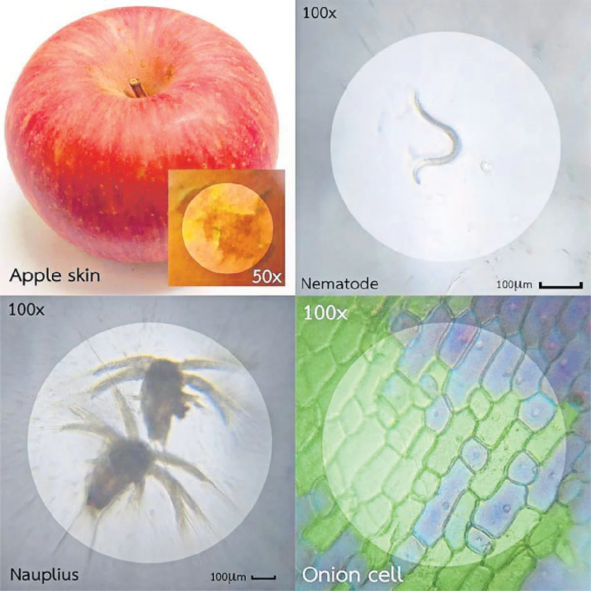 'เลนส์ทวิทรรศน์'  เปลี่ยนสมาร์ทโฟนเป็นกล้องจุลทรรศน์