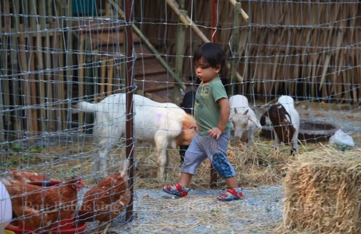 Thong Lor's Root Garden farm