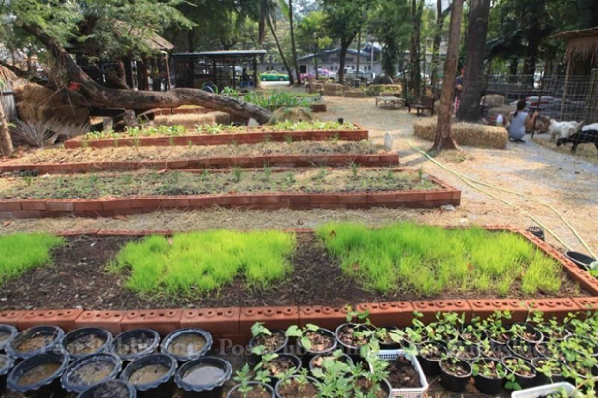 Thong Lor's Root Garden farm