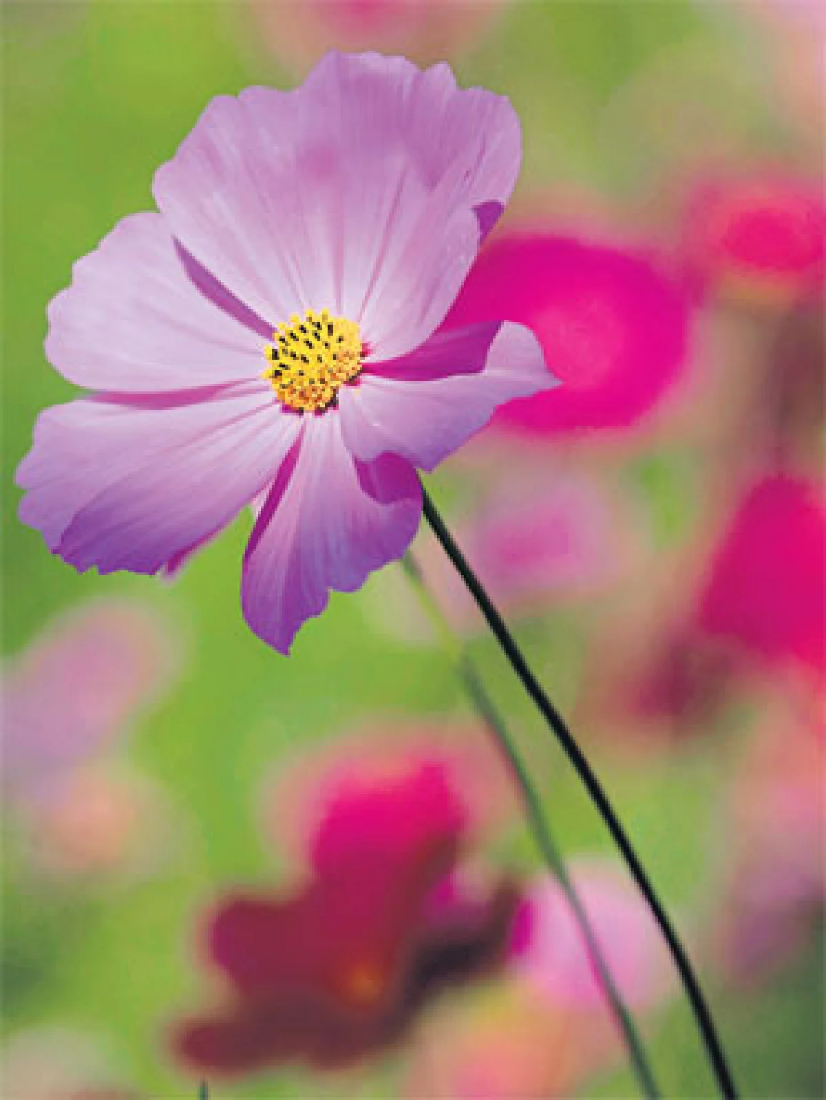 ฤดูดอกไม้บาน