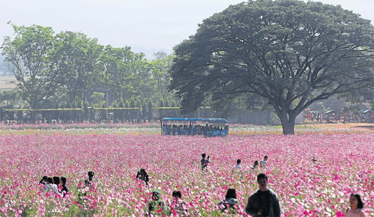 ฤดูดอกไม้บาน