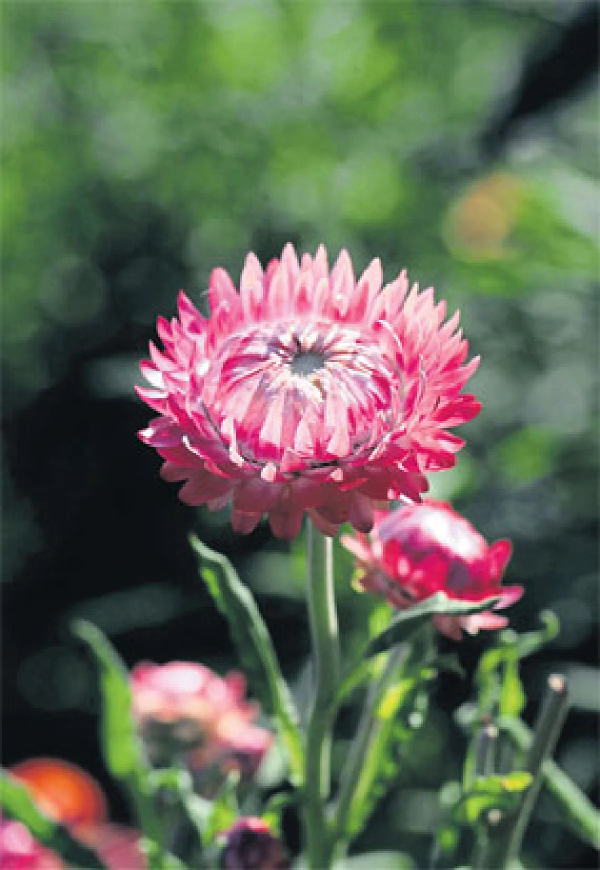 ฤดูดอกไม้บาน