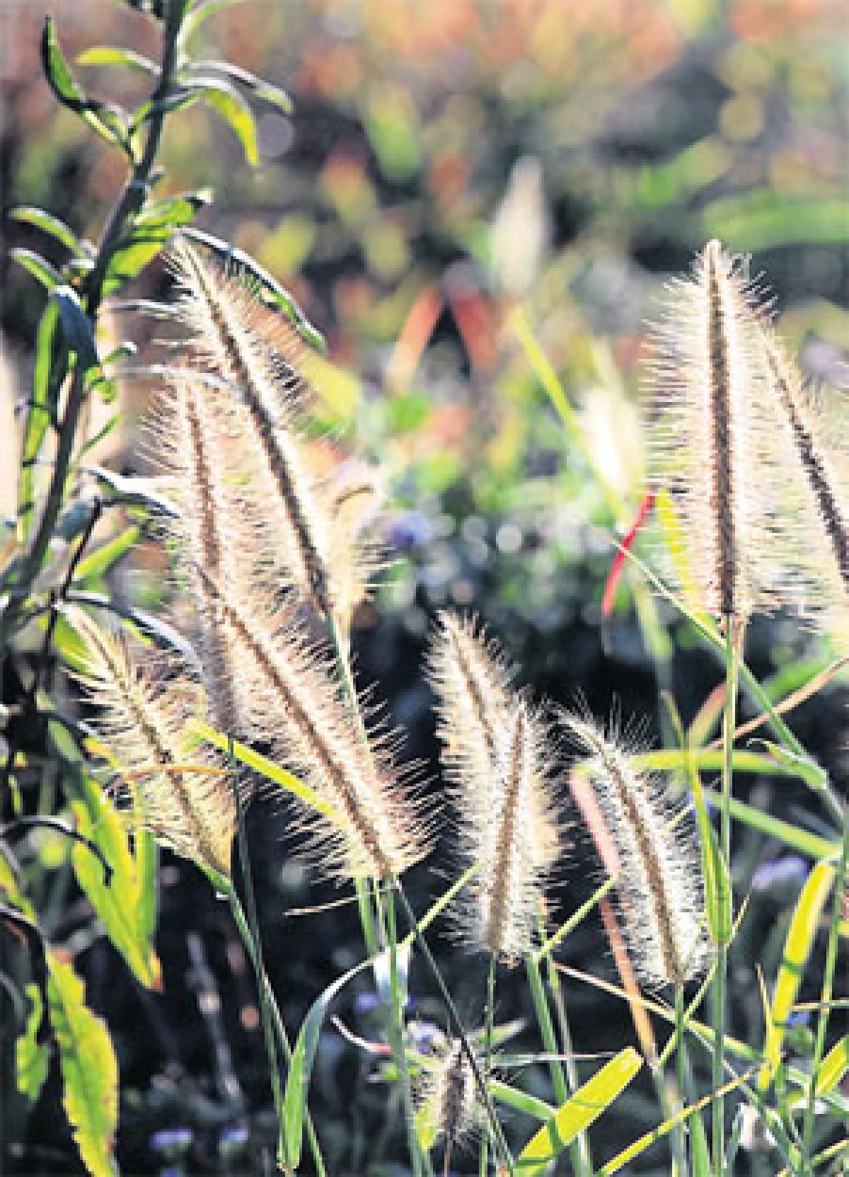 ฤดูดอกไม้บาน