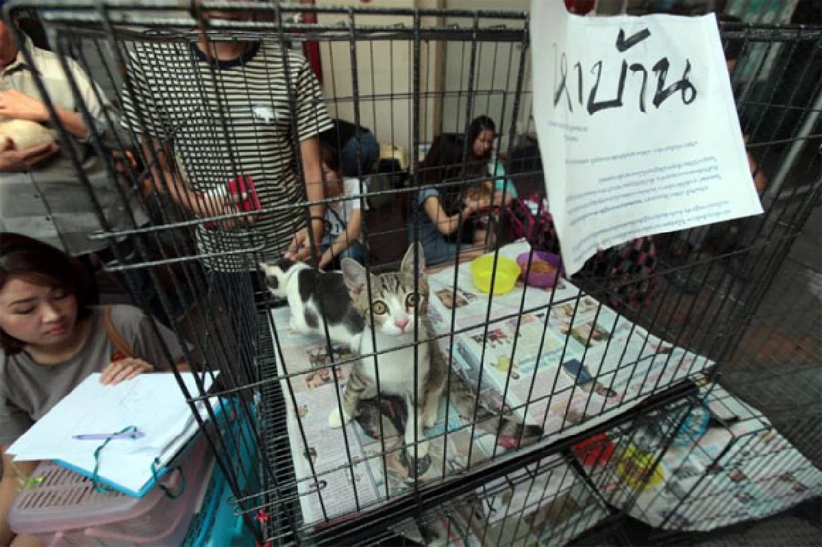 ฮิปสเตอร์ โปรดทราบ!!! แมว(จรจัด)อยู่ทางนี้?