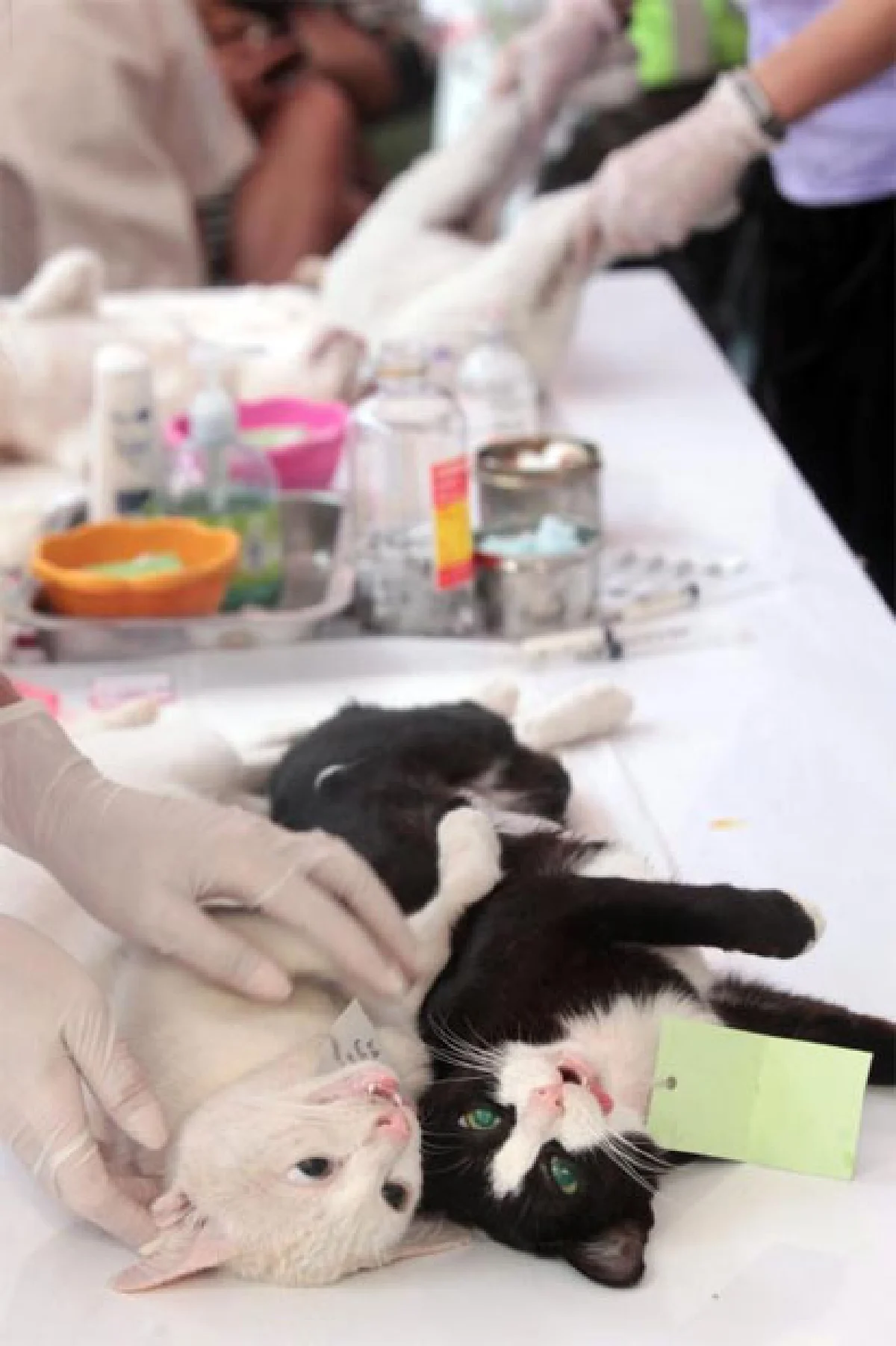 ฮิปสเตอร์ โปรดทราบ!!! แมว(จรจัด)อยู่ทางนี้?