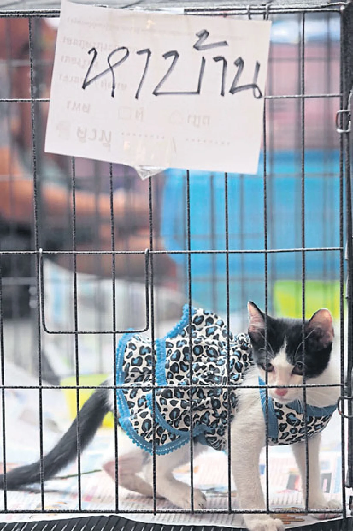 ฮิปสเตอร์ โปรดทราบ!!! แมว(จรจัด)อยู่ทางนี้?