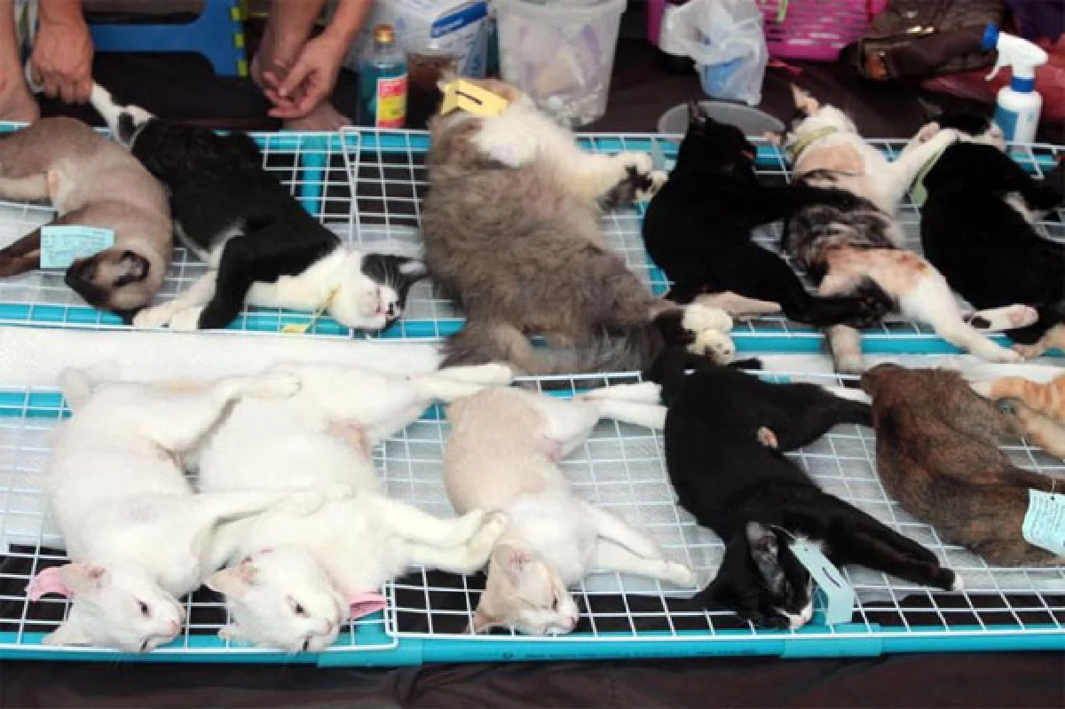 ฮิปสเตอร์ โปรดทราบ!!! แมว(จรจัด)อยู่ทางนี้?