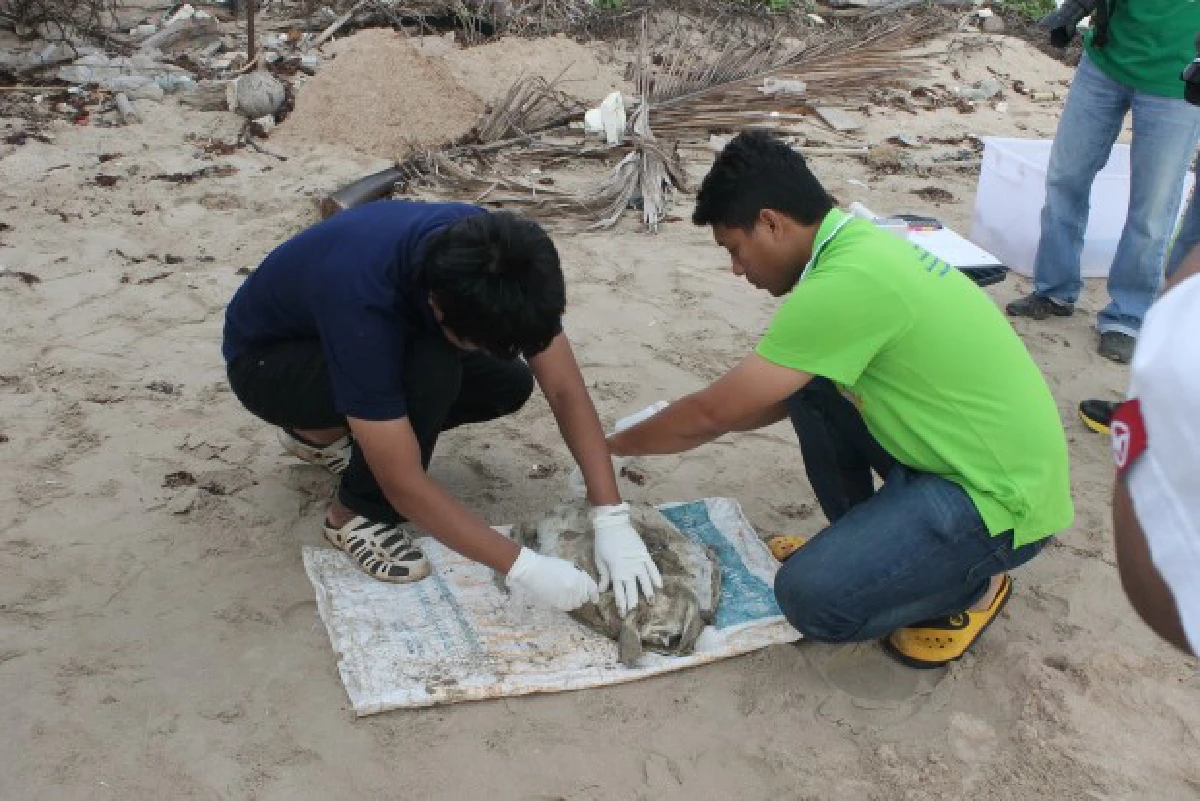 ตรวจวุ้นใสเกลื่อนหาดชุมพรพบเป็น "แพลงตอน" ไม่เป็นอันตราย