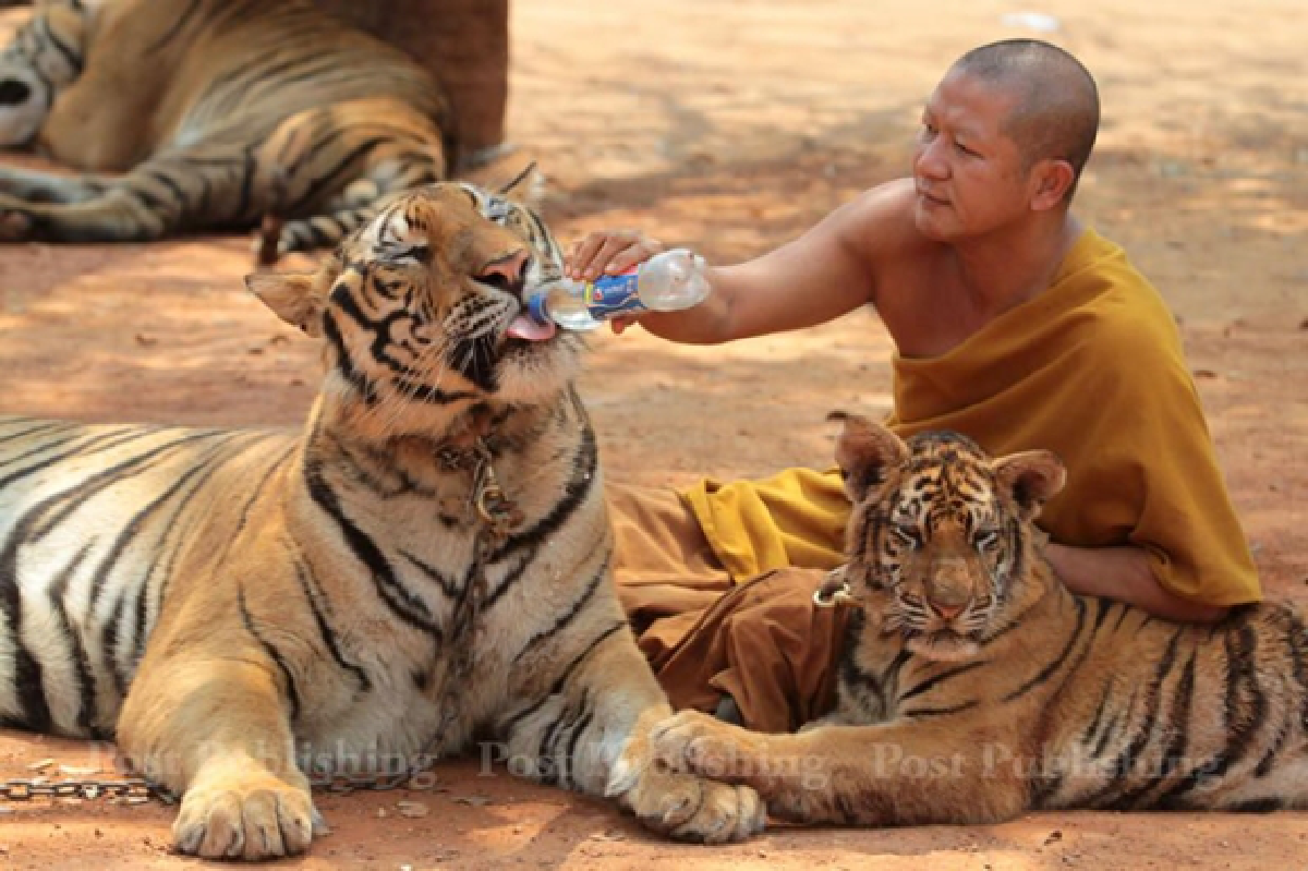 Tiger temple passes inspection