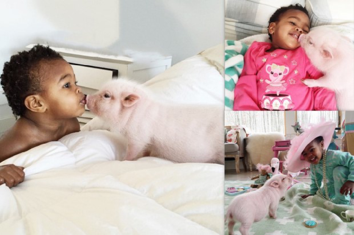 เผยภาพความสัมพันธ์น่ารักน่าหยิก ของเด็กสาวและลูกหมู! เผยภาพความสัมพันธ์น่ารักน่าหยิก ของเด็กสาวและลูกหมู!