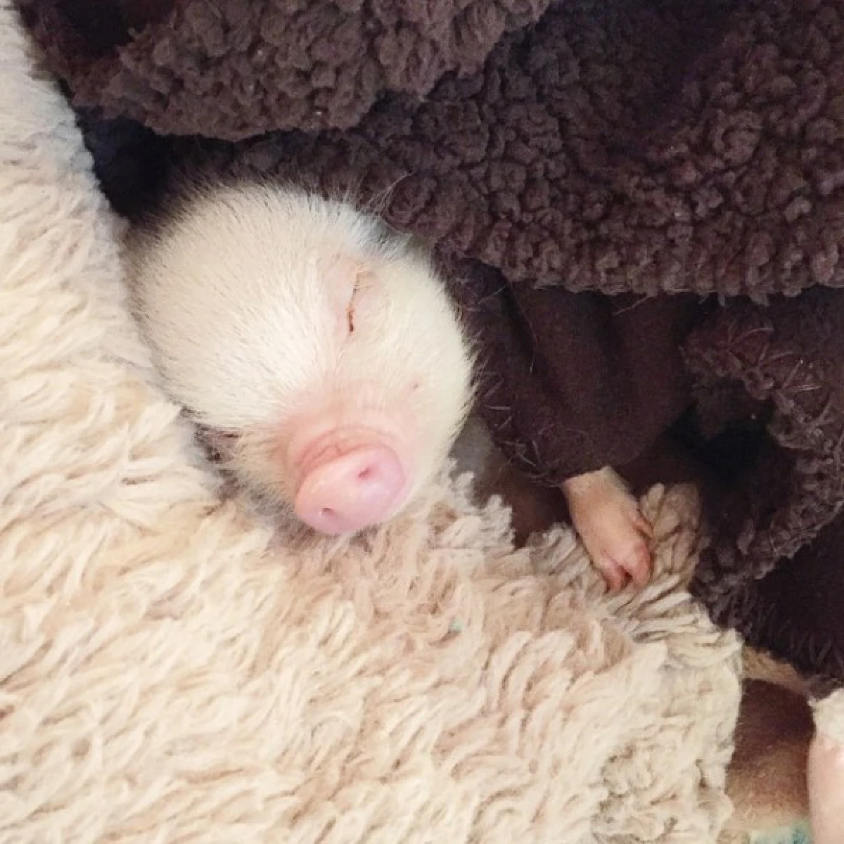 เผยภาพความสัมพันธ์น่ารักน่าหยิก ของเด็กสาวและลูกหมู!