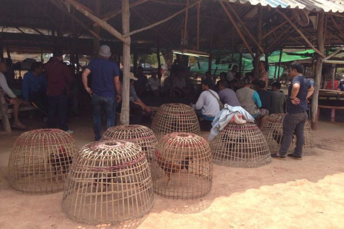ขอนแก่นรวบ36ผู้ต้องหาเล่นพนันไก่ชน ขอนแก่นรวบ36ผู้ต้องหาเล่นพนันไก่ชน