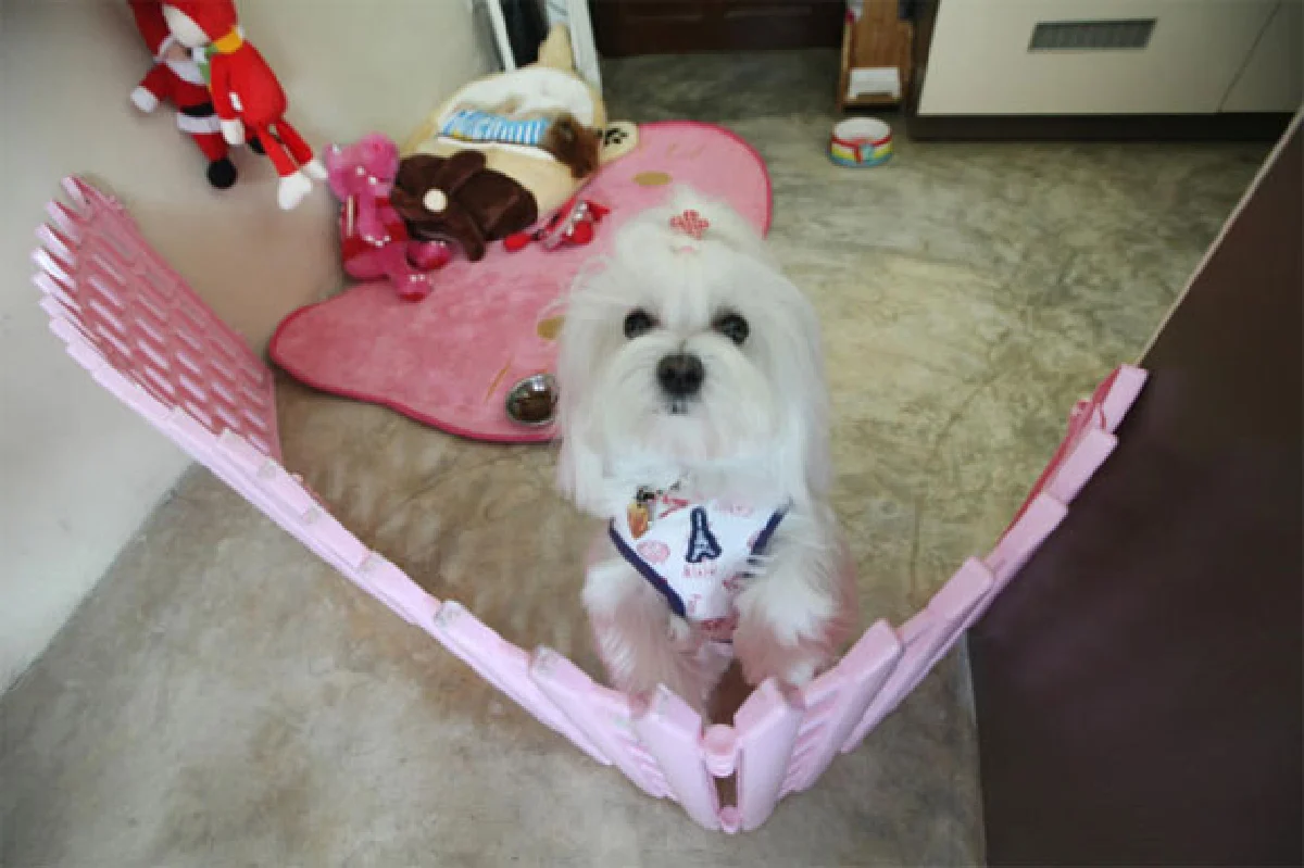 น้องหมาเริงร่า ที่ ‘คอตตอน ด็อก รีสอร์ท แอนด์ แคร์’