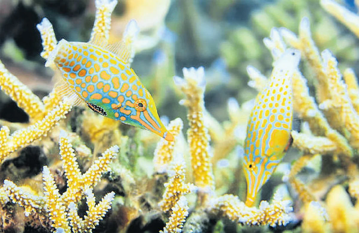 ปลาอำพราง ‘กลิ่น’ กลยุทธ์หนีผู้ล่า