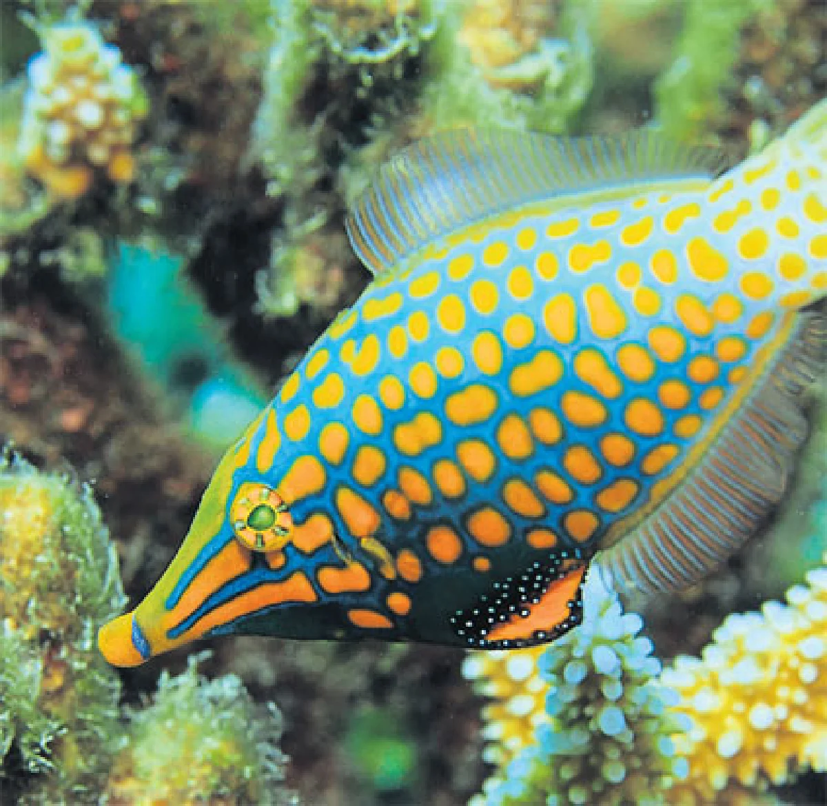 ปลาอำพราง ‘กลิ่น’ กลยุทธ์หนีผู้ล่า