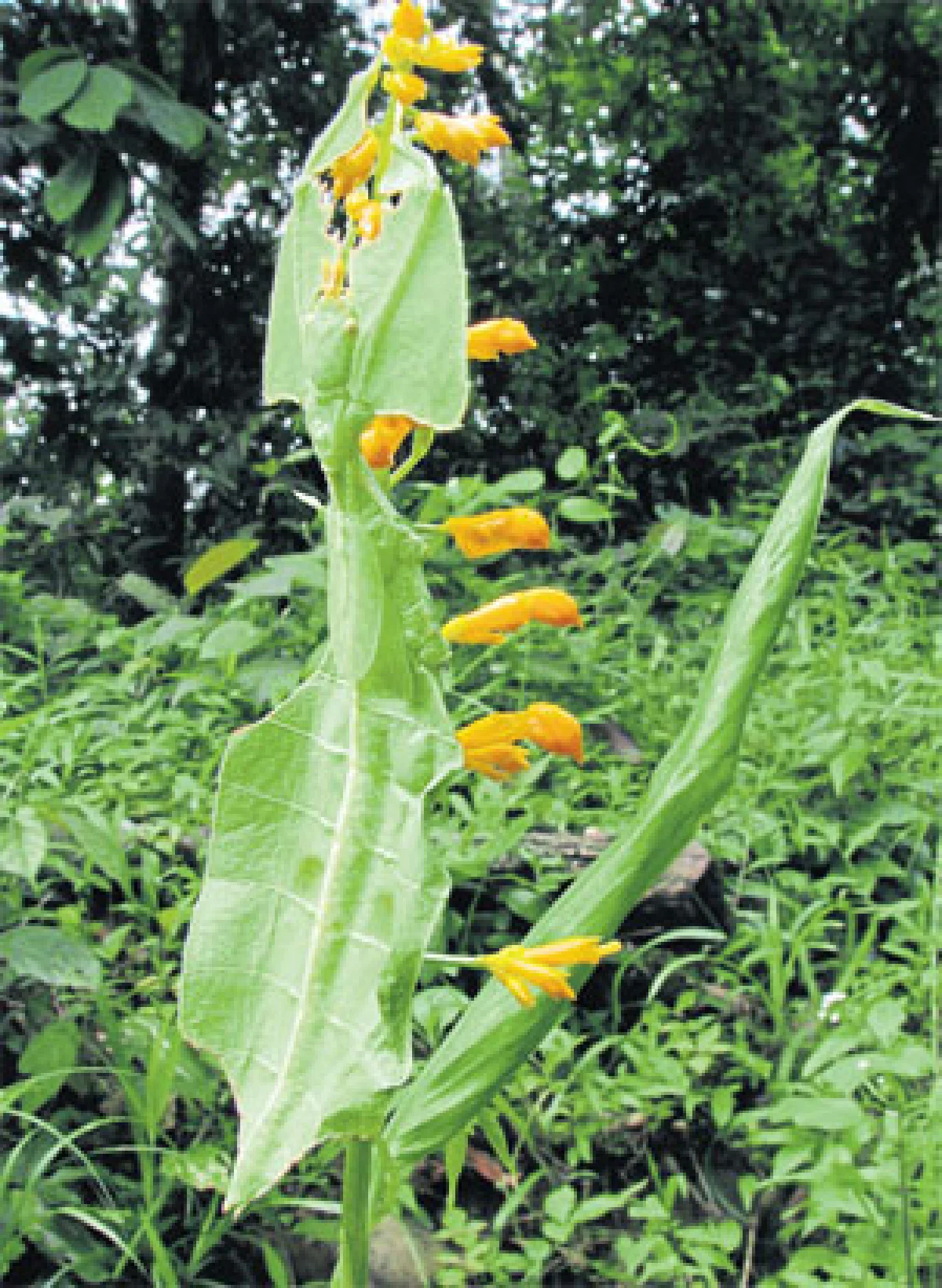 ปลาอำพราง ‘กลิ่น’ กลยุทธ์หนีผู้ล่า