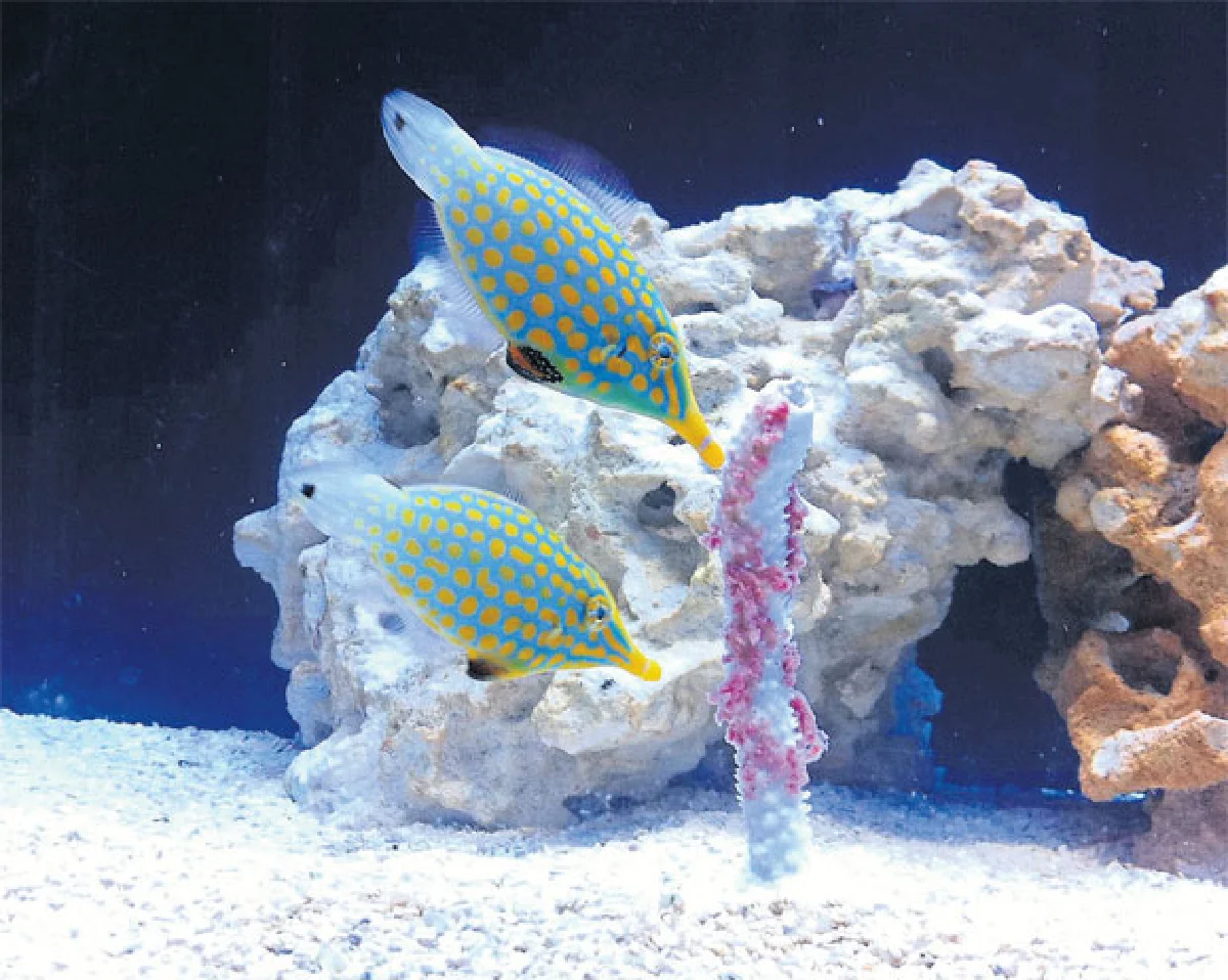 ปลาอำพราง ‘กลิ่น’ กลยุทธ์หนีผู้ล่า