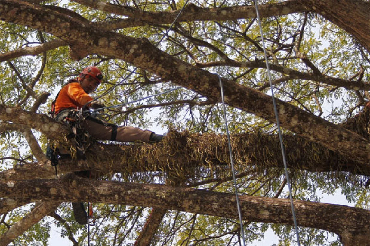 คุณหมอต้นไม้ งานอนุรักษ์บนที่สูง