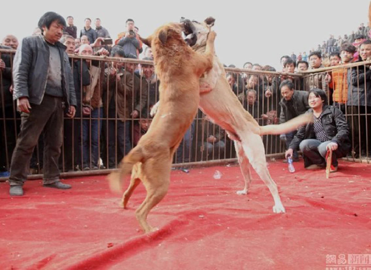 เน็ตจีนประณาม!ประเพณีจับหมามากัดกันจนตาย